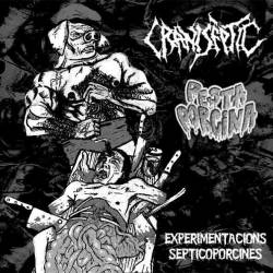 Pesta Porcina : Experimentacions Septicoporcines Pesta Porcina : Experimentacions Septicoporcines